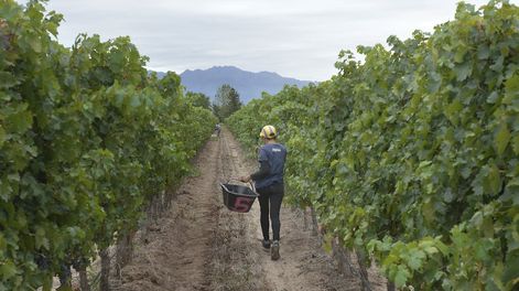 Más de medio siglo dependiendo del agro - Por Carlos Clement