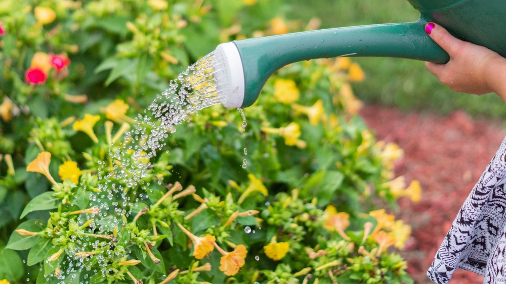 Las plantas del jard&iacute;n sufren si la jardiner&iacute;a ignora el sol y sus horarios.