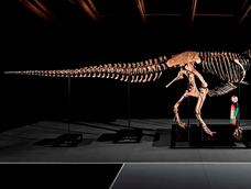 El cráneo de Gus, el Tyrannosaurus rex.