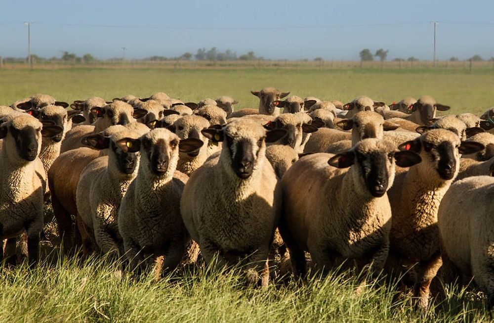 OVINOS. Es uno de los productos alcanzado por la nueva extensión de los productos de las economías regionales alcanzadas por el Programa de Incremento Exportador.