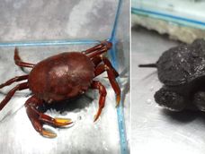 Rescataron animales destinados al tráfico internacional en Luján de Cuyo: los vendían por redes sociales.