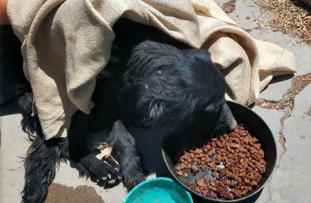 Es bombera, casi pierde su brazo por una bala y le salvó la vida a una perrita coja en un zanjón. Foto: Facebook Bomberos Voluntarios de Godoy Cruz.