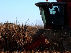 Ampliaron la baja de retenciones al maíz, girasol y sorgo