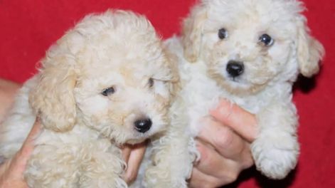 El criadero de caniches - Por Ignacio Zavala Tello