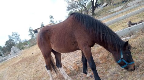 Se confirmó que la encefalomielitis equina está en Mendoza: dieron positivo las muestras de dos caballos fallecidos