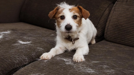 5 razas de perros que más pelo dejan en la ropa y los sillones