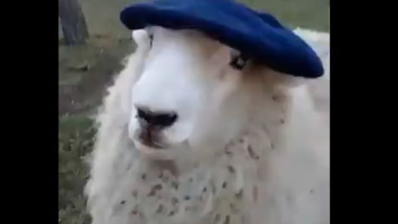 Video: Oscar, la oveja que toma mate y usa bufanda