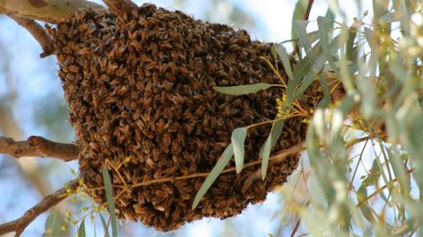 Los Andes | Fue atacado por un enjambre de abejas en Corriente