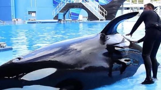 Pasó sus primeros años de cautiverio junto a Kiska, la orca que protagonizó la reconocida película “Liberen a Willy”. Foto: Gentileza redes
