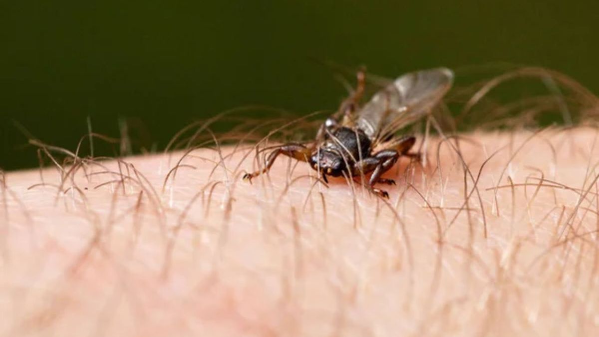 Unos insectos voladores, similares a las garrapatas, pueden provocar la misma picazón durante meses