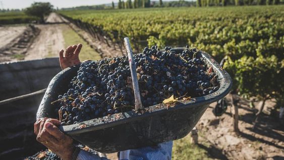 El Malbec es la variedad más cultivada en todo el territorio argentino. - Foto: Ignacio Blanco / Los Andes