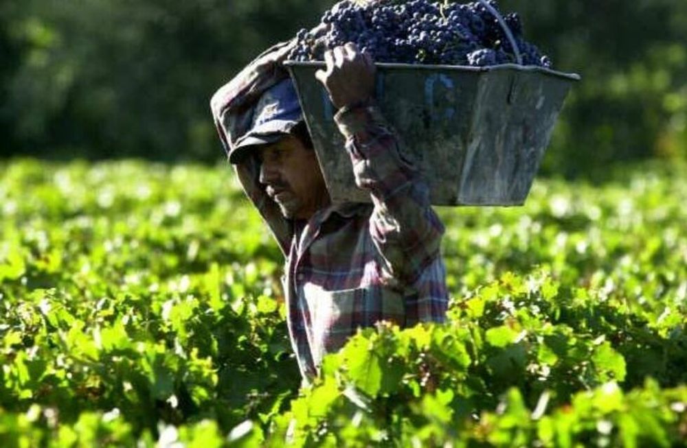 El gobernador destacó que se eliminó el 95% de la lobesia botrana en apenas 3 años