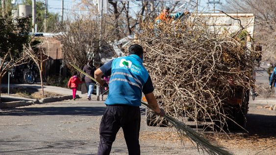 Los municipios realizan podas, inspecciones y erradicaciones de ejemplares en riesgo como parte de los planes de mantenimiento del arbolado público.