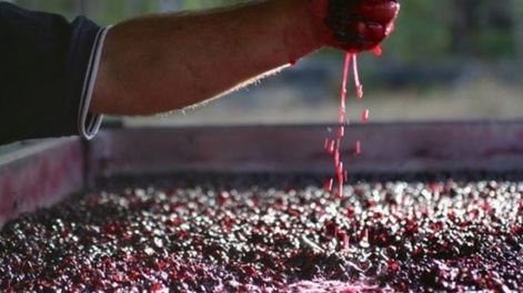 Todavía no hay acuerdo entre Mendoza y San Juan ni entre los productores, en el porcentaje que se debe destinar de uva para mosto.