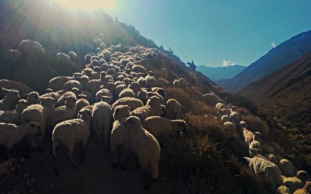Veranada, la travesía de arrear animales a más de 4.000 msnm para que se alimenten en medio de la cordillera