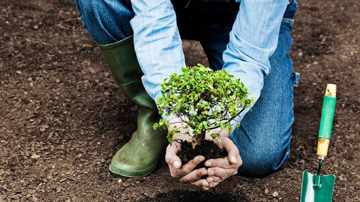Cuál es el árbol frutal que debe plantarse en abril para evitar el daño del frío invernal