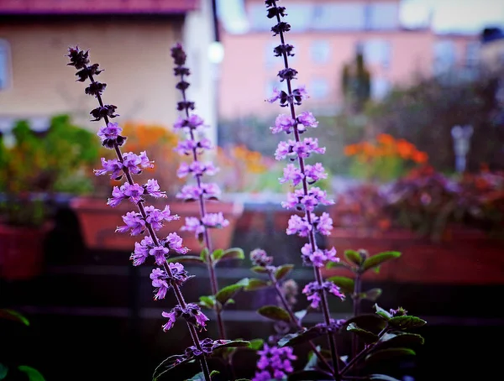 Una planta sorprendente protege tu jard&iacute;n y facilita la jardiner&iacute;a de tus plantas.