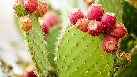 Los Andes | Durante estos meses de temperaturas bajas, no hay que regar crasas y cactus, ya que este tipo de plantas entran en receso invernal, no crecen ni demandan agua.
