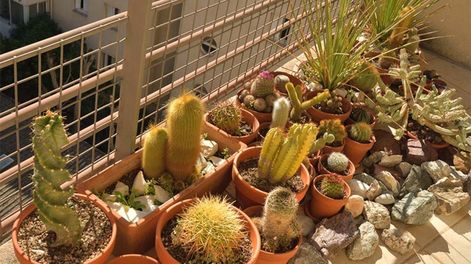 Los Andes | cactus en el balcón