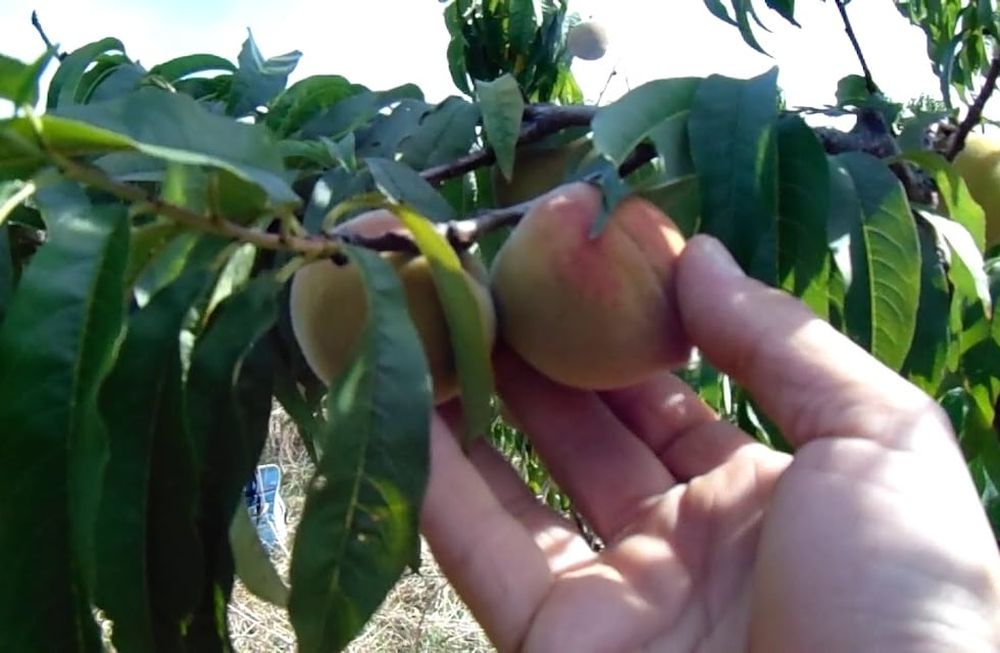 Ofrecen webinar gratuito sobre prevención y detección precoz de enfermedades en frutales