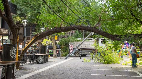 Los Andes | El último lunes un árbol se quebró a la mitad en la Peatonal. Una de las mitades quedó suspendida en los cables de luz y el peso del tronco arrastró el poste. | Foto: Mariana Villa / Los Andes