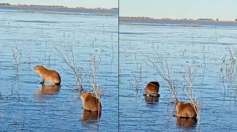 Frío polar: se congeló una laguna en Corrientes y filmaron a carpinchos caminando sobre el hielo