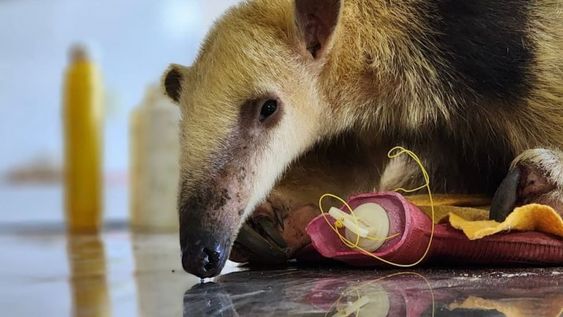 Día del Medio Ambiente: un oso melero y 16 aves silvestres rescatadas fueron derivados a Santa Fe. Foto: Prensa Gobierno de Mendoza