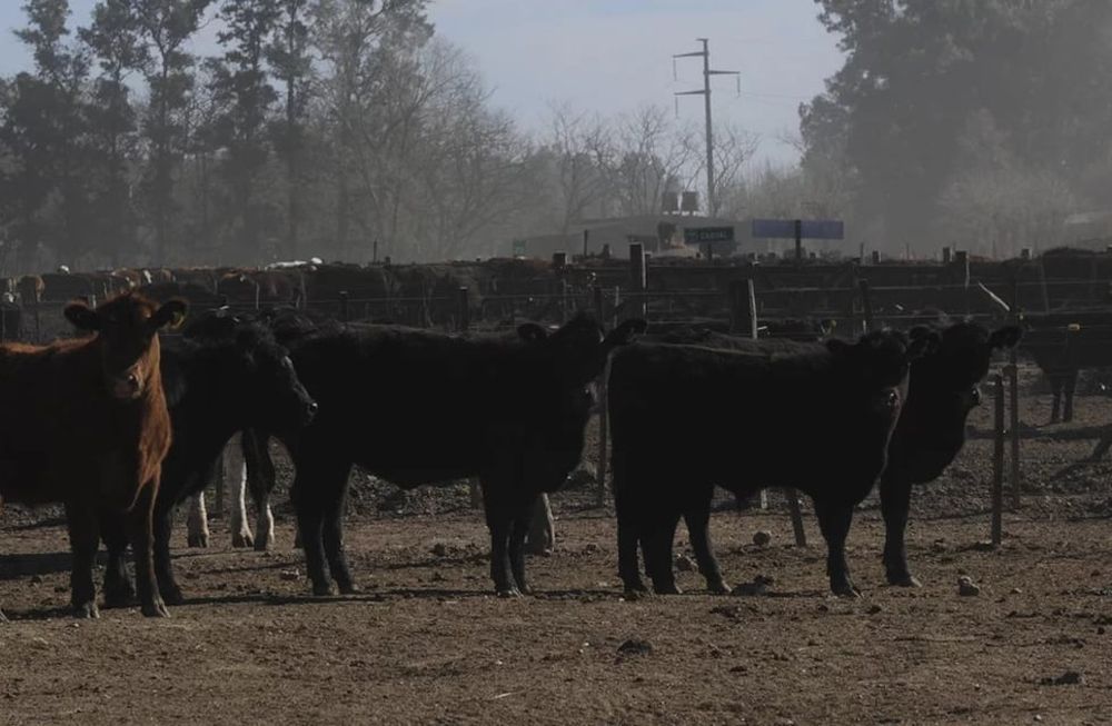 Consumo de carne y calentamiento global: los argumentos de los productores agropecuarios