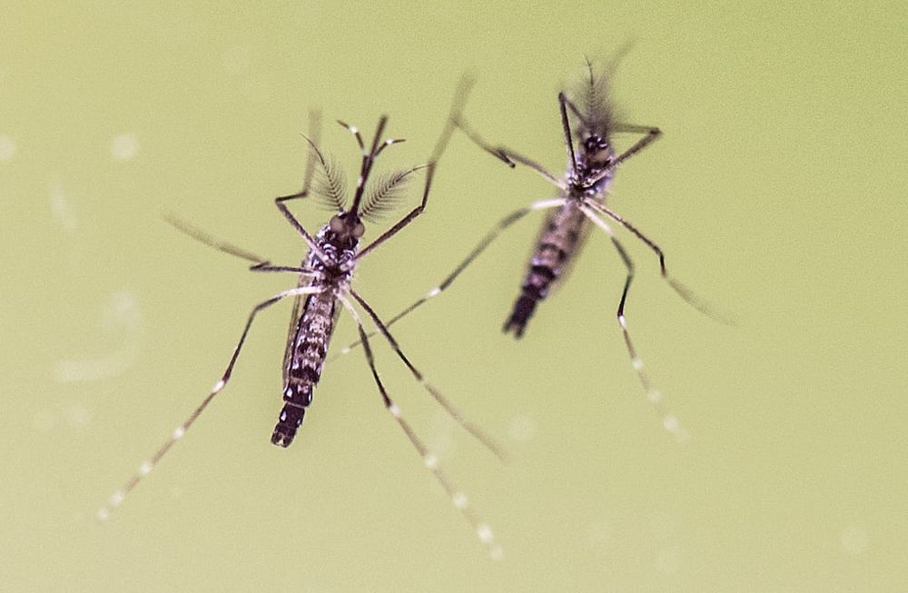 Detectaron el primer caso de dengue autóctono en Buenos Aires este año