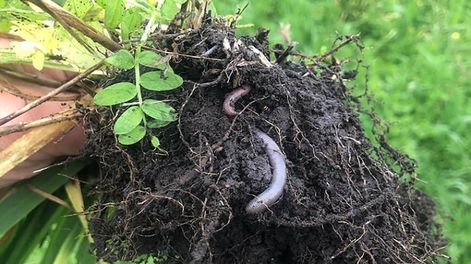 Empresarios de Kazajistán, dedicados a la producción de fertilizantes orgánicos y bioregeneradores de suelos, visitaron Mendoza