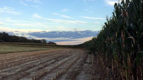 Los “farmers” derrotan a las malezas con la inteligencia artificial - Jorge Castro