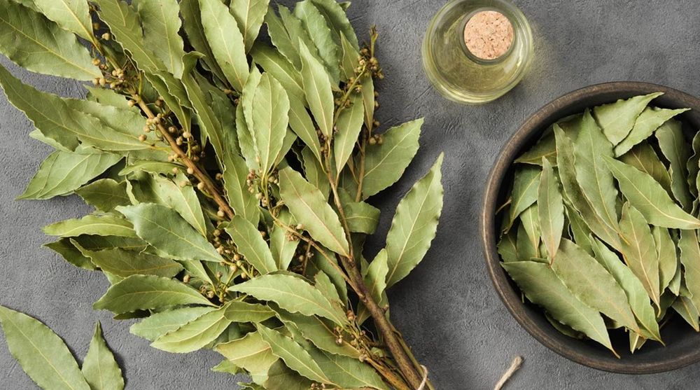 El laurel es conocido principalmente por su uso en la cocina, gracias a su aroma y sabor. Sin embargo, sus hojas también actúan como un repelente natural de cucarachas.