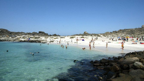 Por qué Punta de Choros es la “Galápagos chilena”: ballenas y pingüinos todo el año