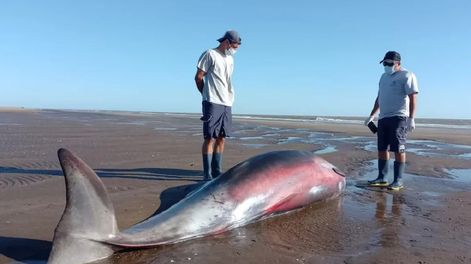Un zifio apareció en San Clemente del Tuyú