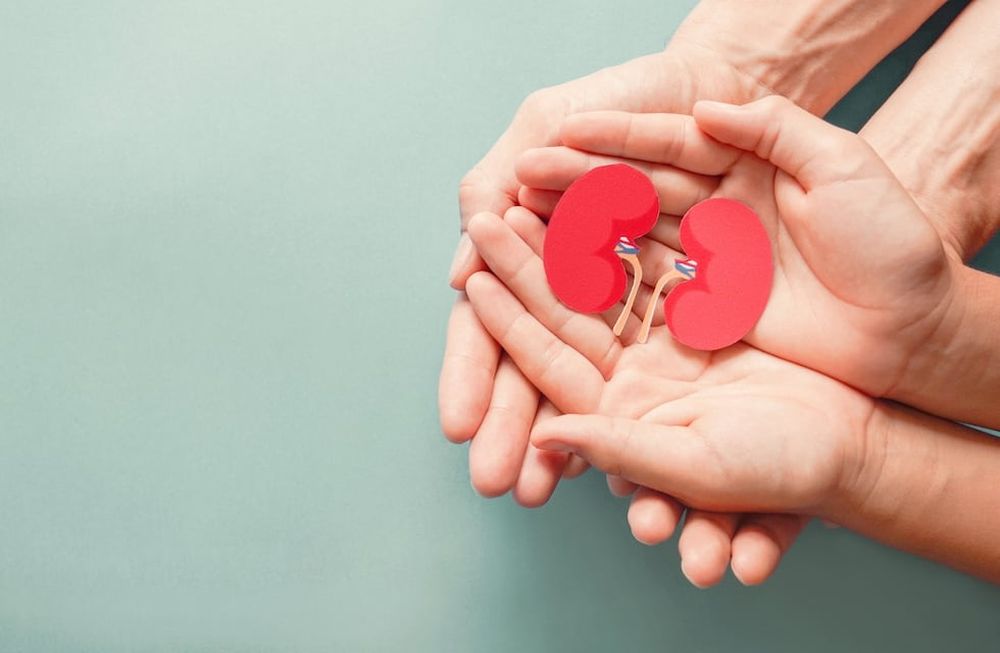 En cuanto a la mayor demanda de donación de órganos, luego del riñón, lo que más se requiere son córneas. En tercer lugar en la cantidad de pacientes en la lista de espera le sigue el hígado y después corazón. (Imagen ilustrativa)