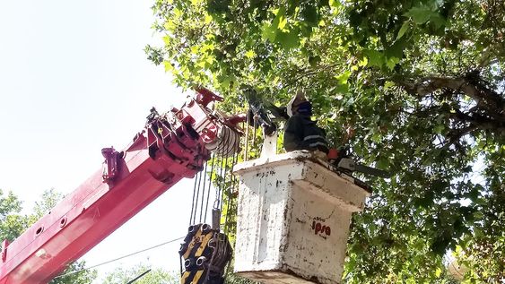 La Ciudad convoca a profesionales para la poda invernal 2023