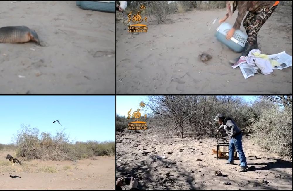 Este fin de semana fueron liberados dos quirquinchos, dos águilas moras y un yaguarandí que habían sido rescatados en distinto operativos.