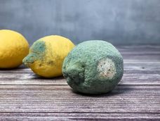 si tenes un limon con moho no lo tires, es un tesoro: es un gran aliado contra las plagas