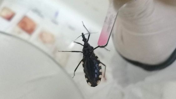Hace millones de años  se infectaron con un importante parásito y vuando lograron tener contacto con la sangre del ser humano, lo infectaron dando lugar a la Enfermedad de Chagas, una realidad que aún persiste. Foto: Quentin Vandemoortele