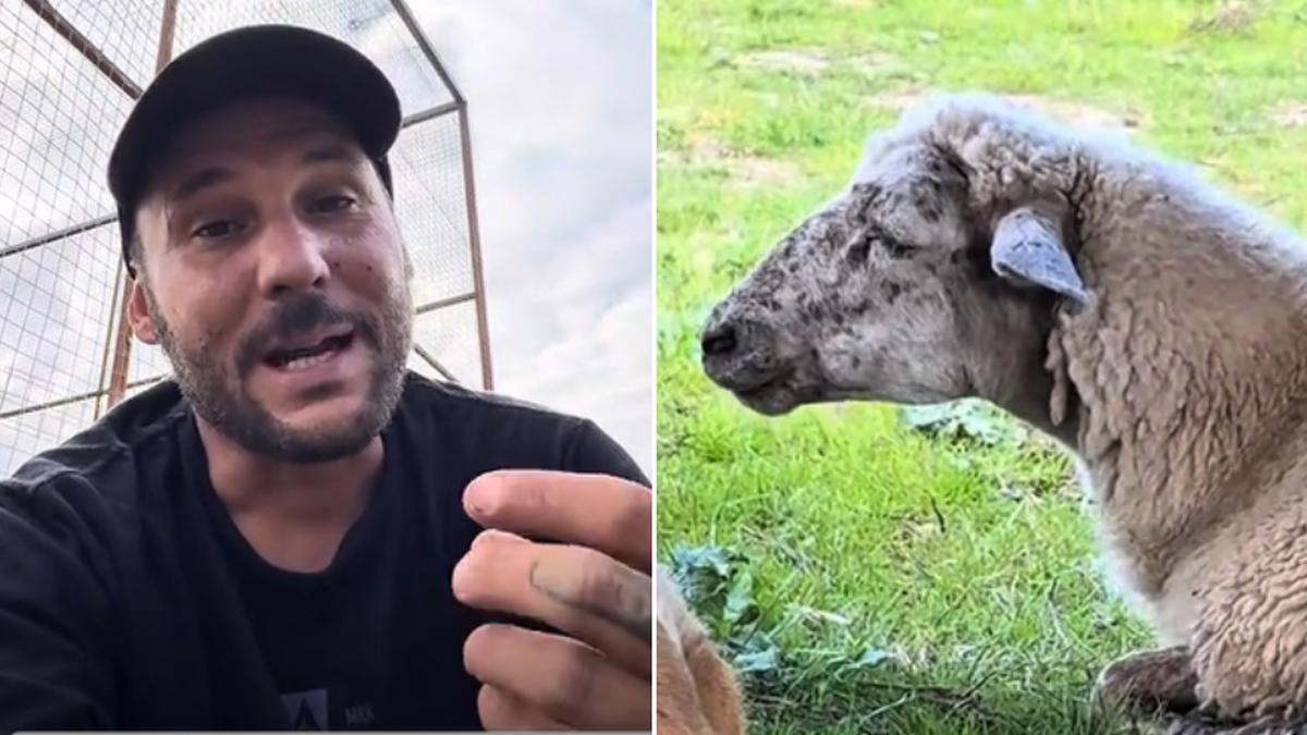 Reveló que tiene en su granja una oveja con cola y desató debate en redes