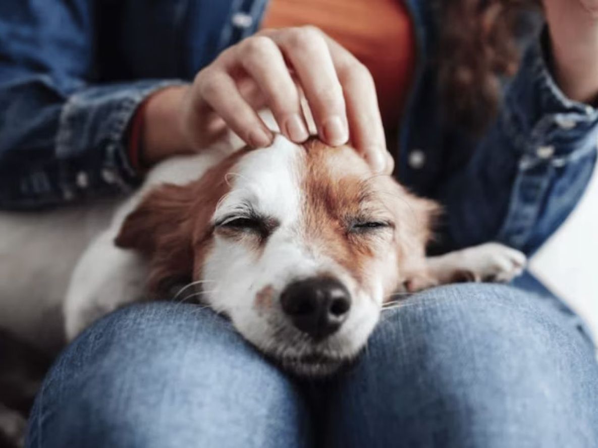 Fiestas y pirotecnia: &nbsp;parte del desafío que tienen muchas personas en esta fecha es cómo contener a sus mascotas&nbsp;
