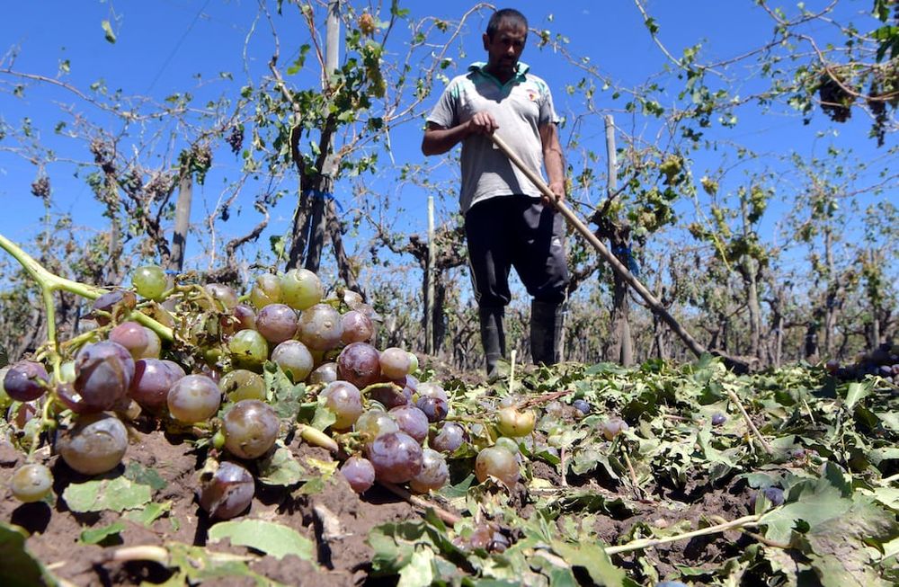 En la temporada 2021/2022, el Gobierno de Mendoza decretó la emergencia agropecuaria para 60 distritos de 12 departamentos de la provincia cubriendo una superficie mayor a la que adhirió al seguro. Foto: Orlando Pelichotti / Los Andes