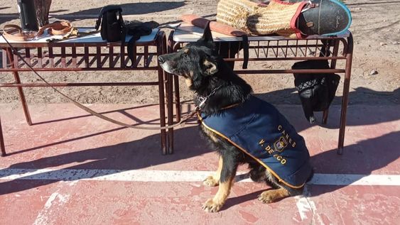 Sniper, el&nbsp; perro de la Policía del Valle de Uco. Gentileza Ministerio de Seguridad y Justicia.&nbsp;