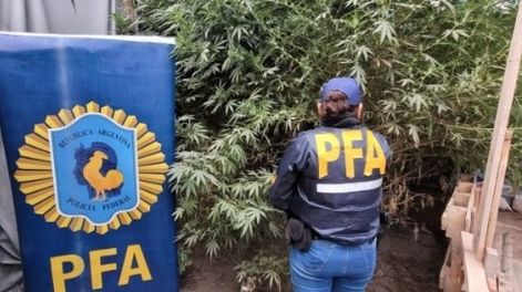 Plantas de marihuana de gran altura fueron encontradas en Las Heras. Gentileza Policía Federal.