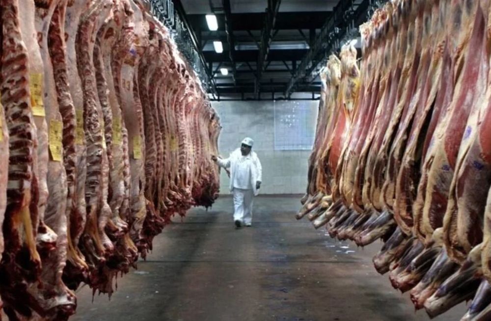 Participación récord de la exportación en la faena total