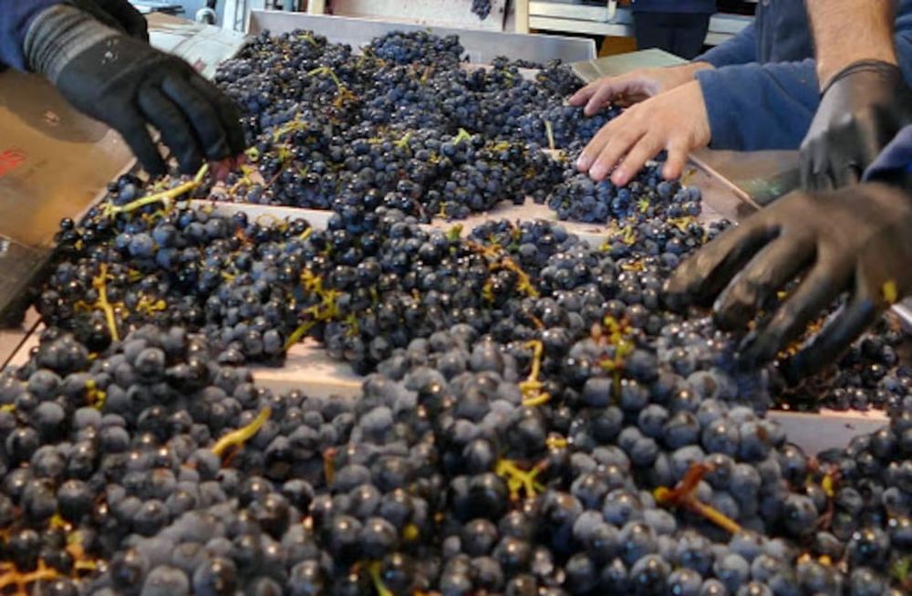 Producción de vino y mosto