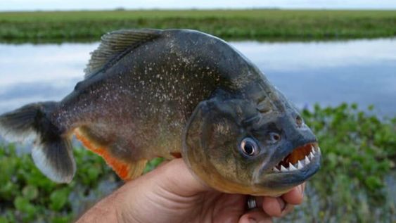 Ante las altas temperaturas, se desaconseja ingresar al agua en zonas donde se hayan producidos mordeduras de estos animales. Foto: La Capital