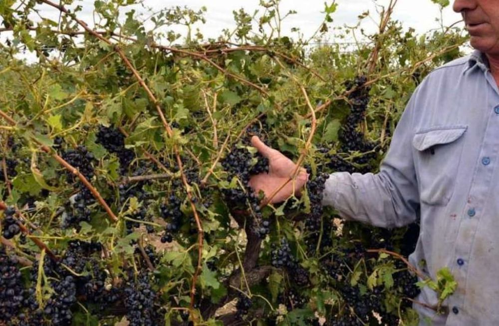 El primer seguro agrícola estatal  en Mendoza