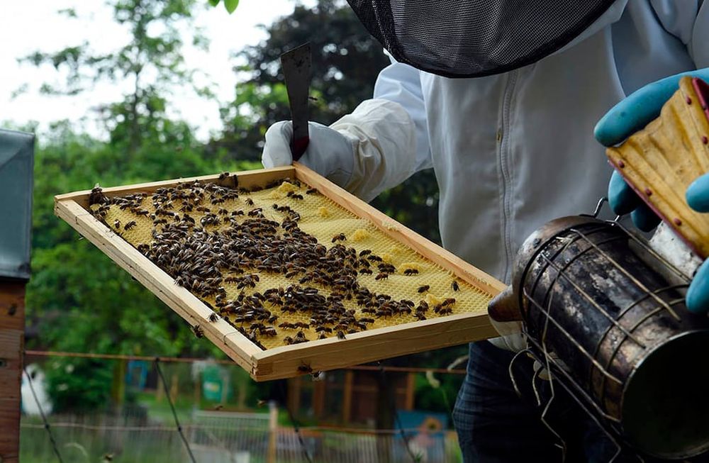 Aunque aún no se ha observado en el país, emitieron recomendaciones para evitar el pequeño escarabajo de la colmena y cómo identificarlo