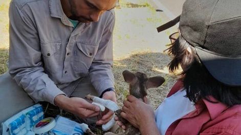La productora apícola Diana Aguirre y un brigadista lograron rescatar un guazuncho bebé que sufrió daños por los incendios forestales / Gentileza Coninagro